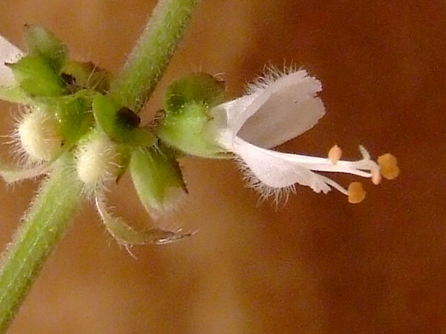 Flor do Basilico