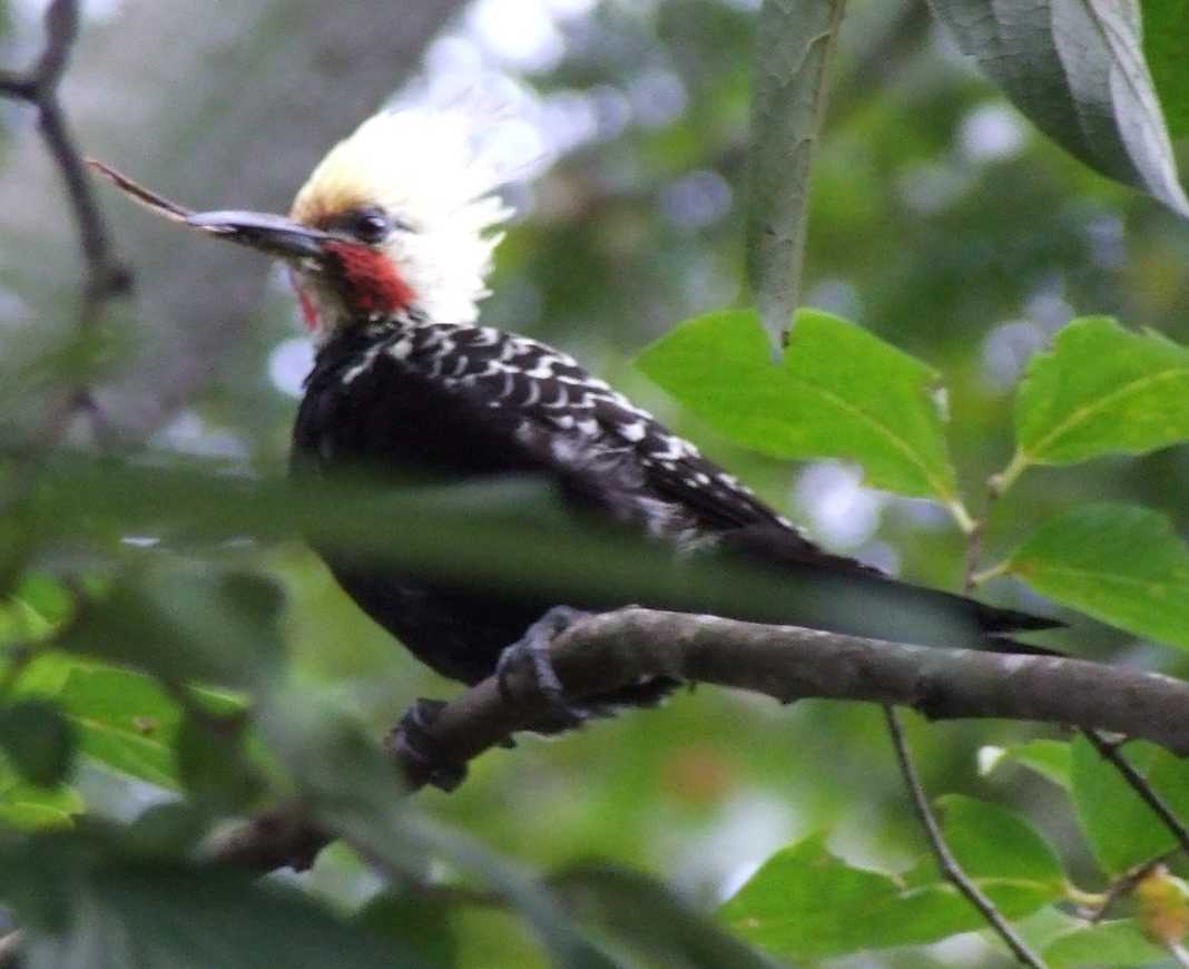 Pica-pau em Porto Alegre